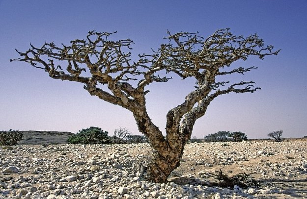 Die Weihrauchstraße - Der Duft des Orients - Dhofar