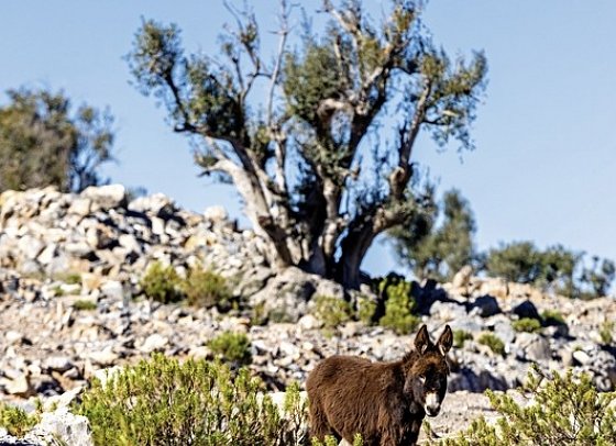 Alila Jabal Akhdar