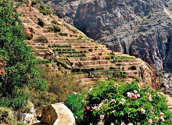 Das Königreich Oman zu Fuß entdecken - Rosenblüte, Jebel Shams