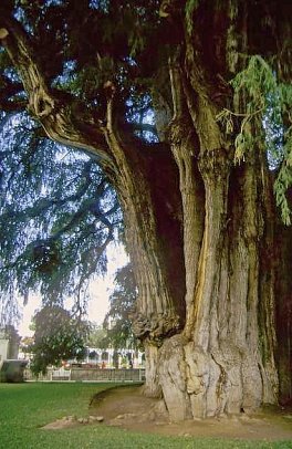 El Mexicano (ab Mexico City/bis Cancún)