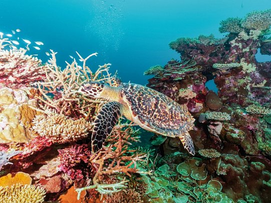 Park Hyatt Maldives Hadahaa