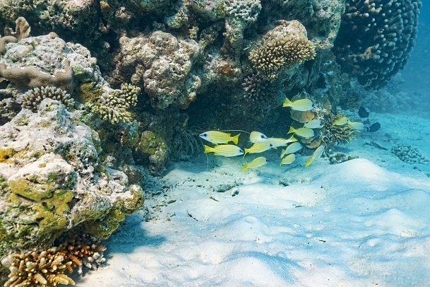 The Ritz-Carlton Maldives, Fari Islands