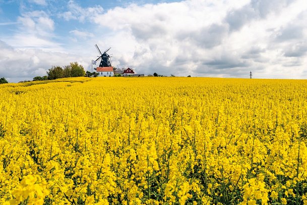 Große Südschweden Rundreise (ab/bis Malmö) - Rapsfelder in Skåne