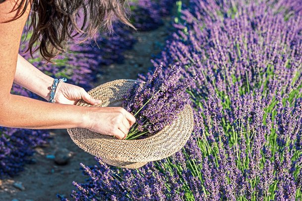 Die schönsten Seiten Südfrankreichs - Provence & Côte d´Azur - Lavendel
