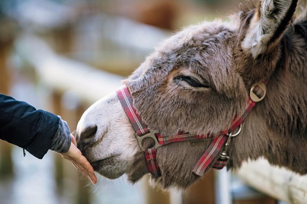Feriendorf Schwarzholz