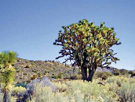 Vom Atlantik zum Pazifik - Joshua Tree Nationalpark