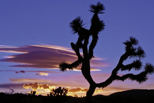 Vom Atlantik zum Pazifik - Joshua Tree Nationalpark