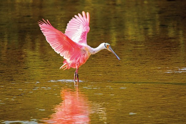 Manhattan Express & Florida Sunshine State inkl. Badeverlängerung (Superior-Variante, Ocean View) - Everglades Nationalpark