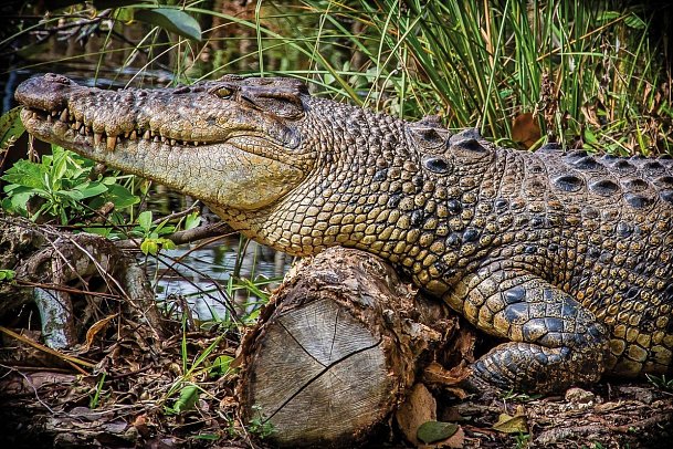 Manhattan Express & Florida Sunshine State inkl. Badeverlängerung (Superior-Variante, Ocean View) - Everglades