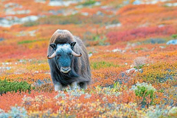 Traumhaftes Fjell-und Fjordnorwegen - Dovrefjell