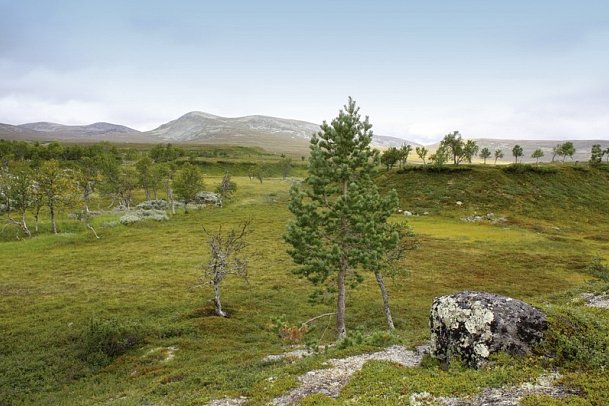 Traumhaftes Fjell-und Fjordnorwegen - Femunden Nationalpark