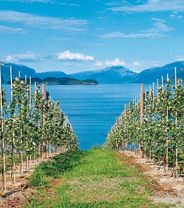 Norwegen entspannt erleben - Hardangerfjord