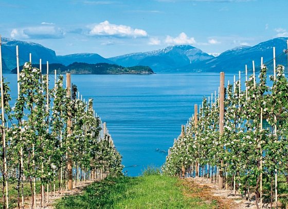 Norwegen entspannt erleben - Hardangerfjord
