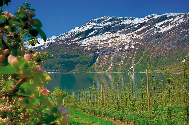Norwegens Naturschauspiele erleben - Obstblüte Hardangerfjord