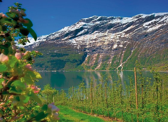 Norwegens Naturschauspiele erleben - Obstblüte Hardangerfjord