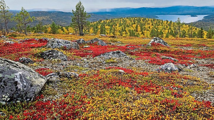Norwegen Kaleidoskop - von Oslo zum Nordkap - Finnische Tundra