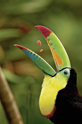 Panama & Costa Rica: Zwischen Palmen und Vulkanen - Tukan