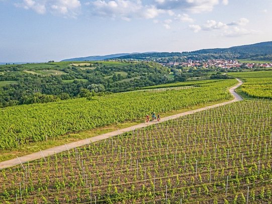 Pfälzer Weinsternfahrt
