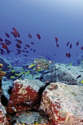 Segeltörn durchs Paradies - S.V. Sea Pearl (8 Tage/7 Nächte, ab/bis Mahé)