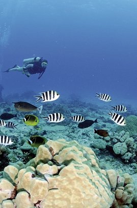 Segeltörn durchs Paradies - S.V. Sea Pearl (8 Tage/7 Nächte, ab/bis Mahé)