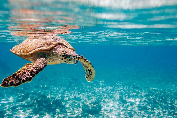 Segeltörn durchs Paradies - S.Y. Sea Star/S.Y. Sea Bird