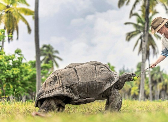 Four Seasons Resort Seychelles at Desroches Island