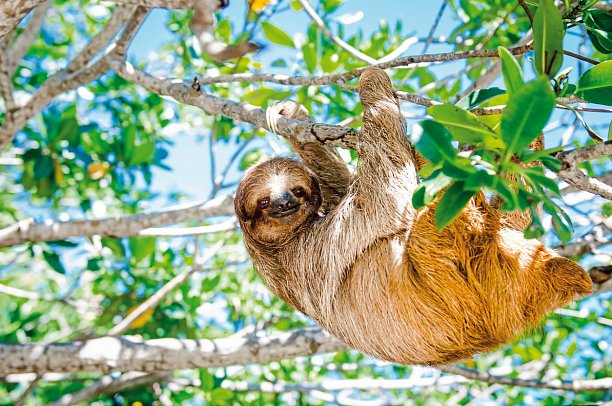 Costa Rica für kleine Entdecker - Faultier im Regenwald