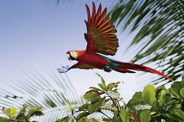 Wildlife Pur von der Karibik zum Pazifik