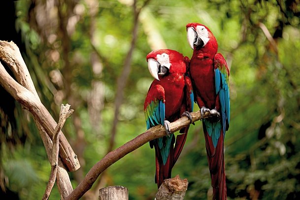 Geheimnisvolles Costa Rica: Nebelwald und Rote Aras - Rote Aras