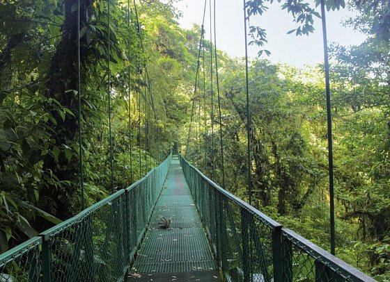 Geheimnisvolles Costa Rica: Nebelwald und Rote Aras - Hängebrücken von Monteverde