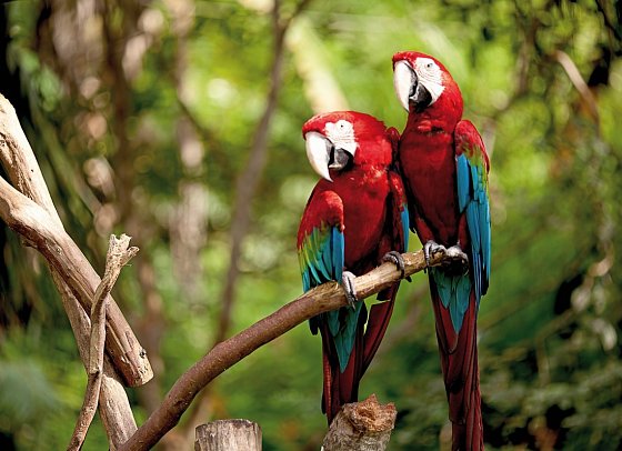 Geheimnisvolles Costa Rica: Nebelwald und Rote Aras - Rote Aras