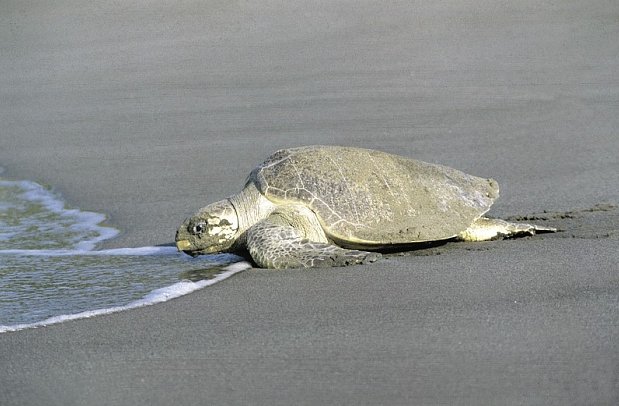 Dschungelerlebnis Tortuguero