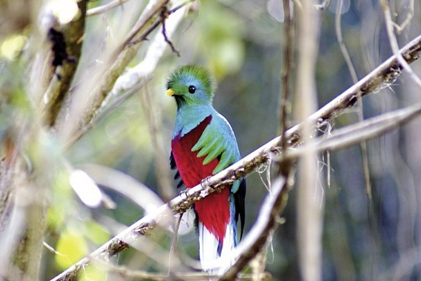 Costa Ricas wilder Süden - Quetzal