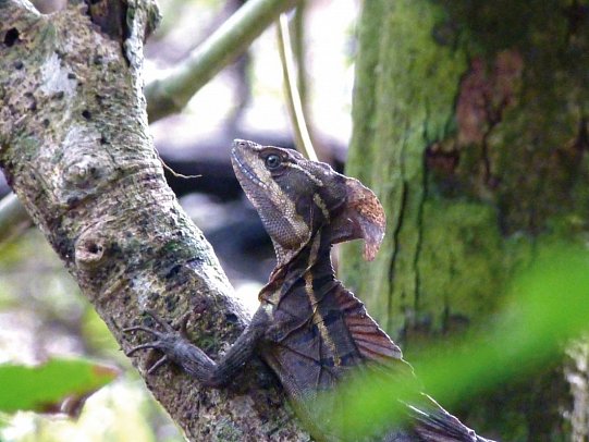Abenteuer zwischen Vulkan und Regenwald