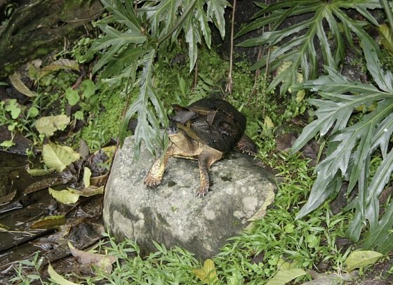 Nationalpark Arenal