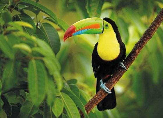 Nationalpark Corcovado - Tukan