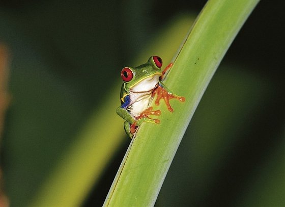 Abenteuer zwischen Vulkan und Regenwald (letzte Nacht in San José)