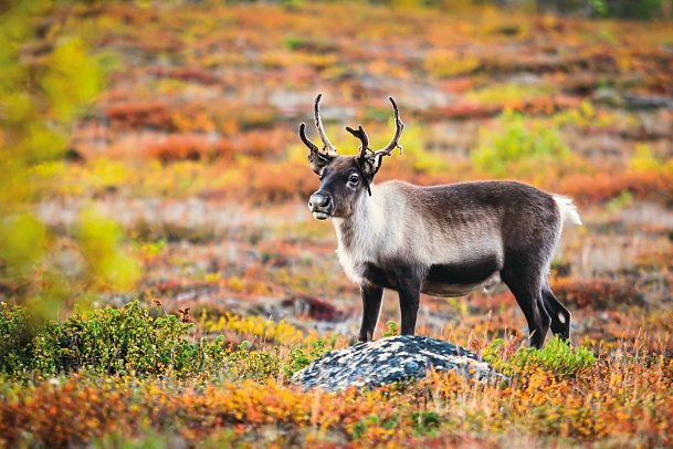 Skandinaviens Höhepunkte - Abisko Nationalpark