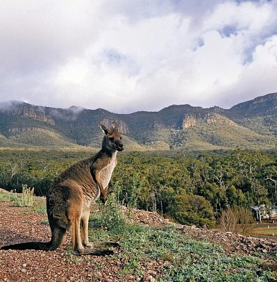 Faszination des Südens (Sydney-Adelaide) - Grampians NP