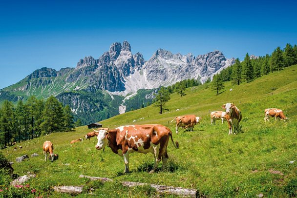 Das Alpenhaus Gasteinertal
