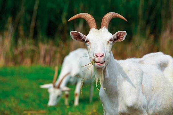 Das Alpenhaus Gasteinertal