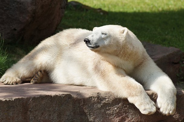 Hotel Royal - Eisbär