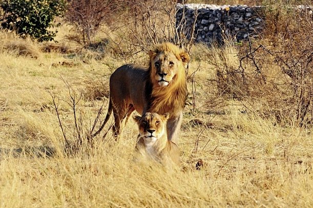 Namibia Classic für Selbstfahrer - Etosha Nationalpark