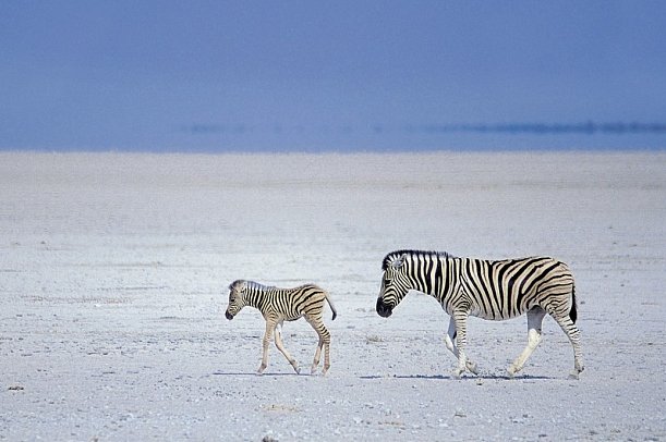 Namibia Classic für Selbstfahrer - Zebras im Etosha Nationalpark