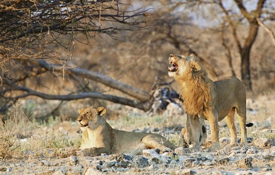 Namibias Nationalparks