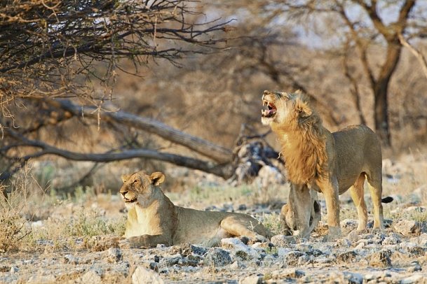 Namibias Nationalparks - Etosha Nationalpark