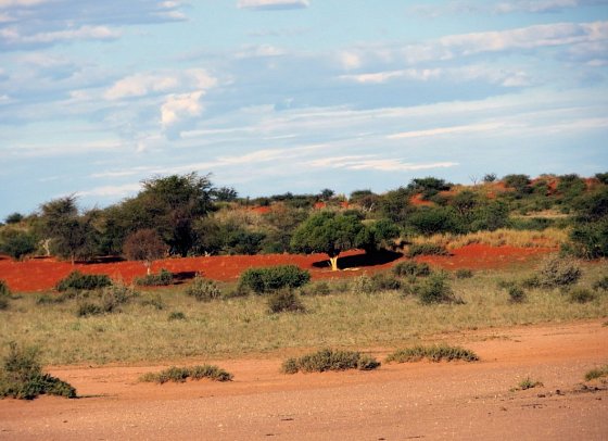 Namibias Nationalparks - Kalahari