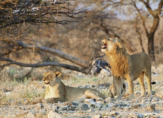 Namibias Nationalparks - Etosha Nationalpark