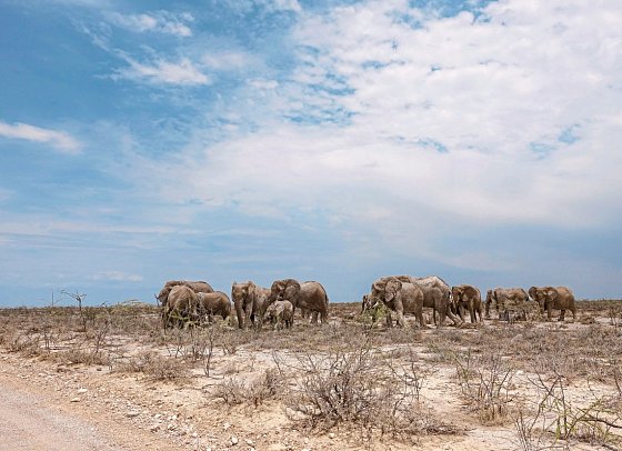 Namibias Nationalparks - Elefanten, Etosha Nationalpark