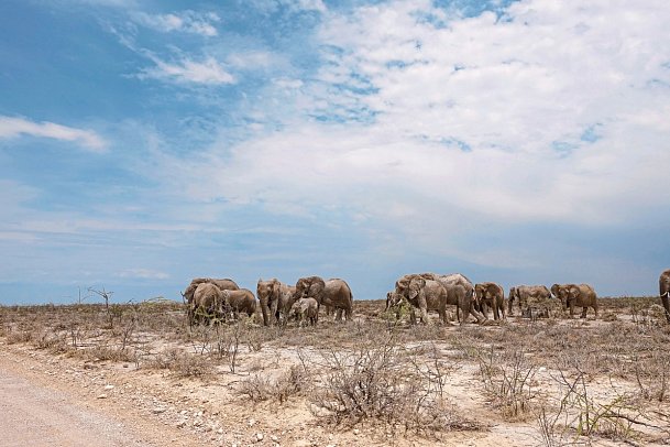 Namibias Nationalparks - Elefanten, Etosha Nationalpark